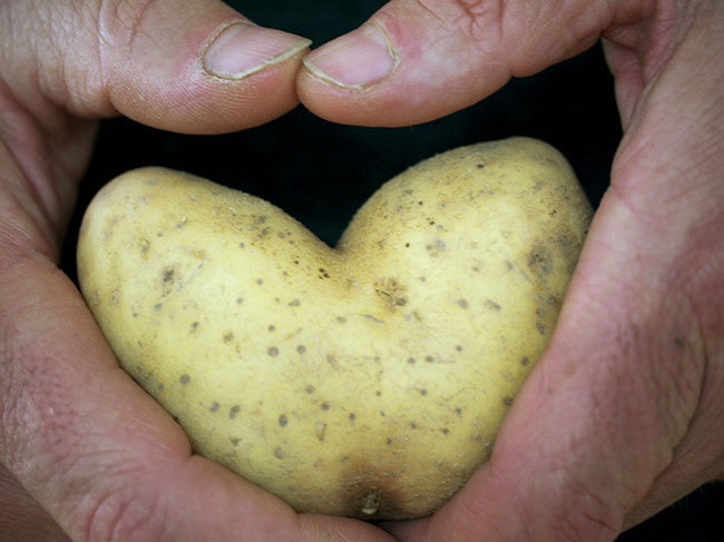 Unsere Kartoffelsorten im Uberblick