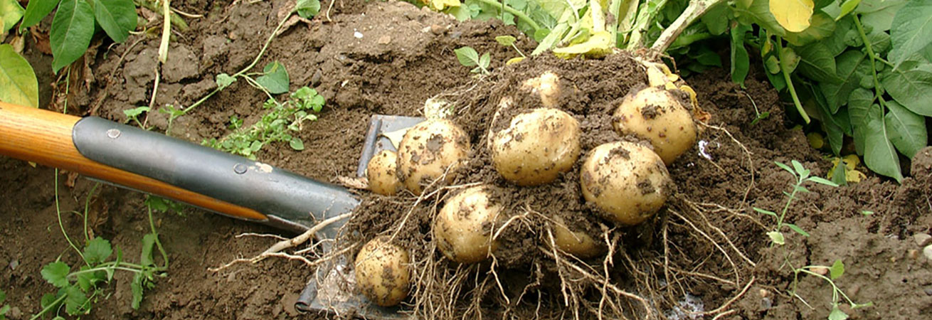 Bio Kartoffelanbau